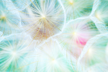 Dandelion 2