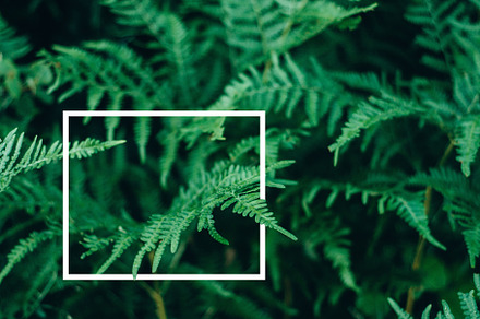 A creative layout of green leaves featuring leaf, plant, and green, a Nature Photo by Yura_Yarema
