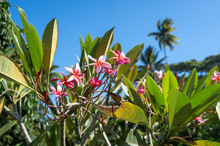 Frangipani flowers in Hiva Oa, Marquesas Islands, French Polynes, a Nature Photo by GoodGoods
