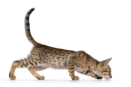 Savannah cat kitten on white background, an Animal Photo by Cat'chy Images by Nynke