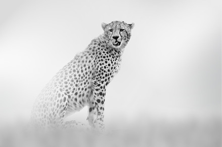 Cheetah comes out of the fog on a light background, an Animal Photo by Byrdyak