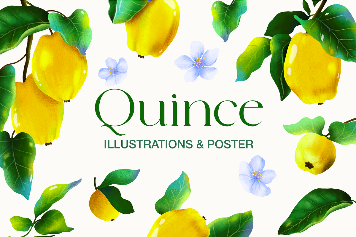 Quince fruit and leaves clipart, a Food Illustration by Harmony Draws (Photo 1 of 7)