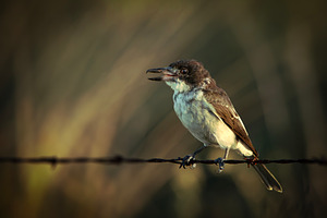 Grey Butcherbird or Cracticus torqua, an Animal Photo by Rob D Animal Photography