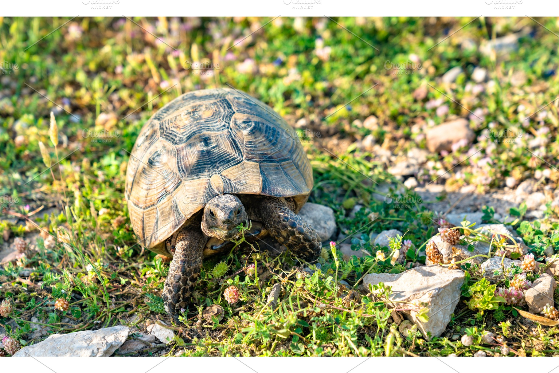 Turtle in wildlife in Turkey, an Animal Photo by Leonid Andronov
