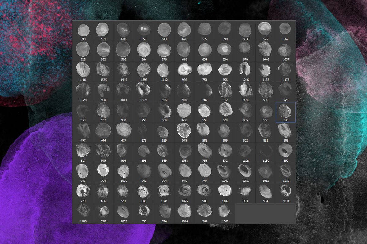 107 Watercolor Circles. PS Brushes, a Brush Add-On by Masherdraws (Photo 5 of 12)
