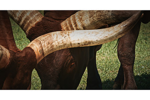 Close-Up of Cow's Horns and Grazing, an Animal Photo by Our Amazing World