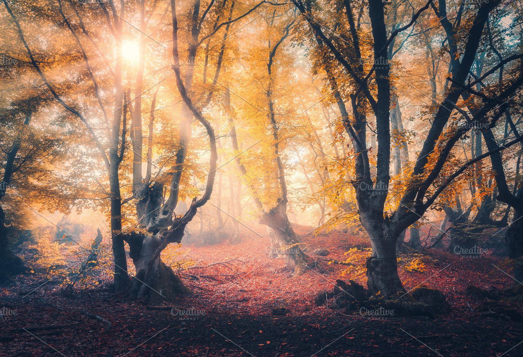 Forest in fog in autumn at sunrise stock photo containing forest and tree, a Nature Photo by den-belitsky
