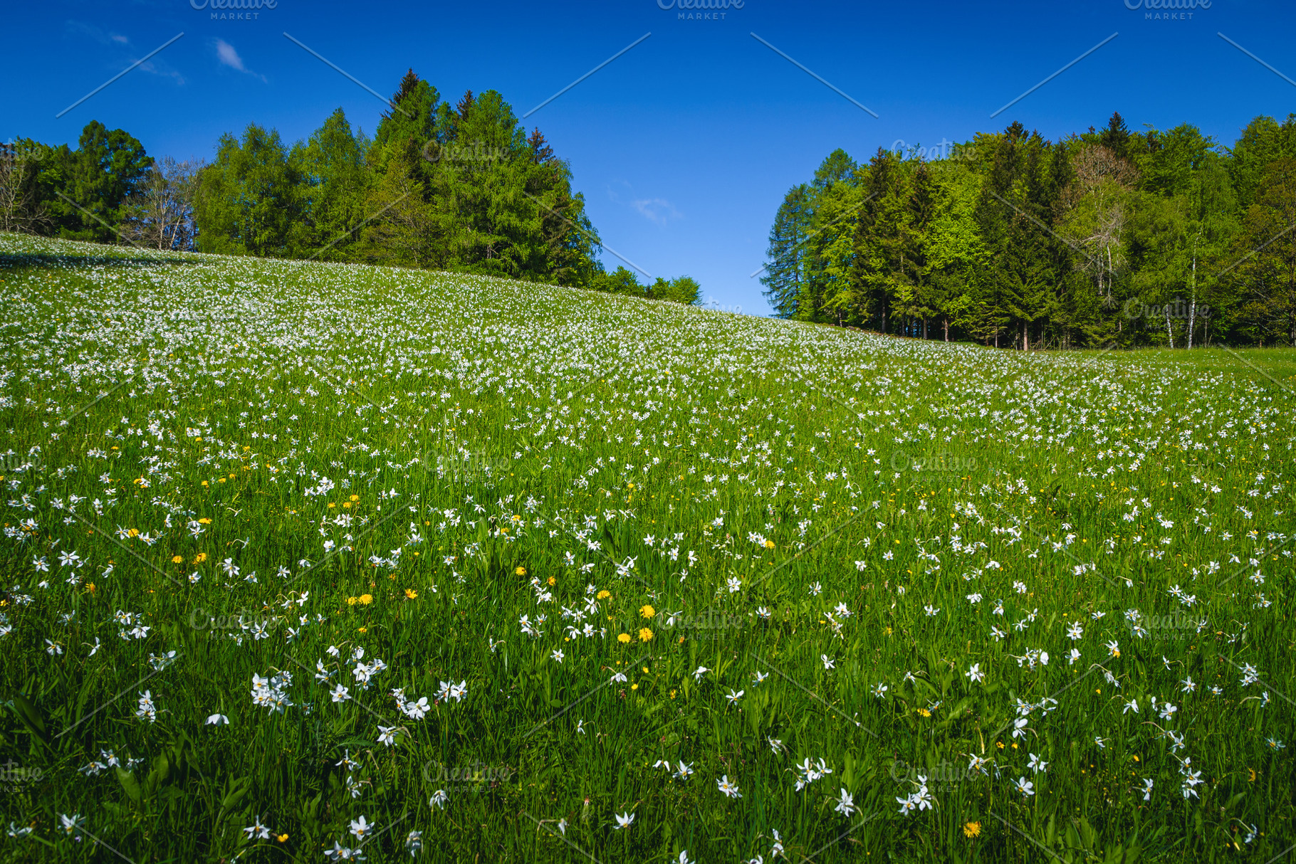 Blooming white daffodil flowers, a Nature Photo by Alpine Dreams