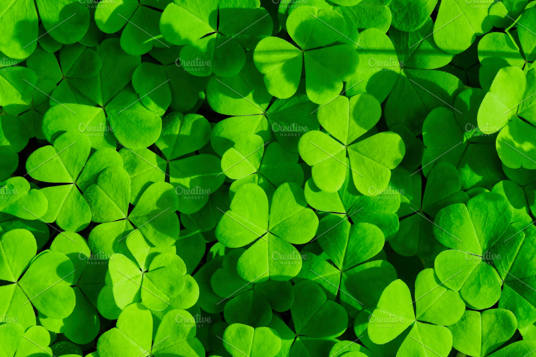Green clover leaves illuminated by bright sunlight. Fresh shamrock foliage back, a Nature Photo by Eugene_Photo