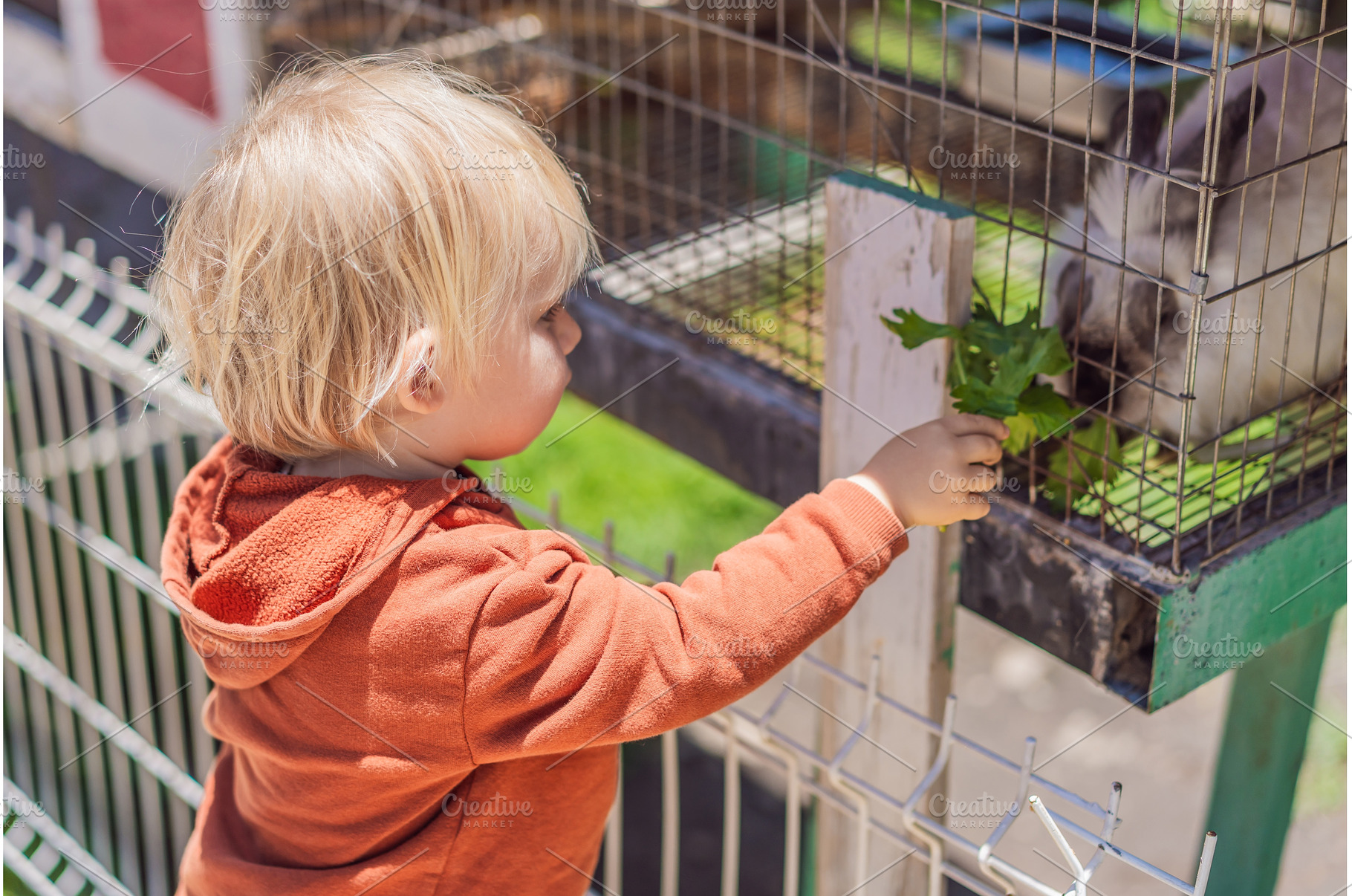 Little toddler feeding a rabbit on a, a Person Photo by Elizaveta Galitskaya