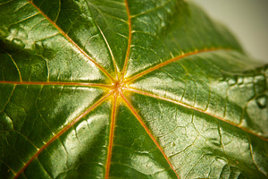 Star Leaf, a Nature Photo by THP Creative
