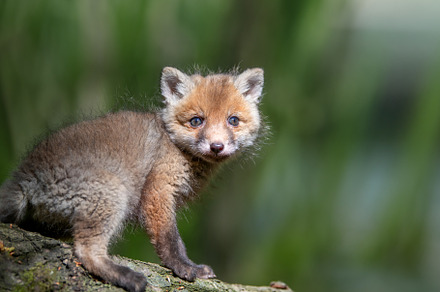 Red fox, vulpes vulpes, small young cub in forest, an Animal Photo by Byrdyak
