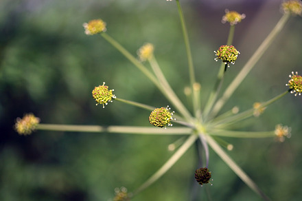 Summer Dandelion preview 5