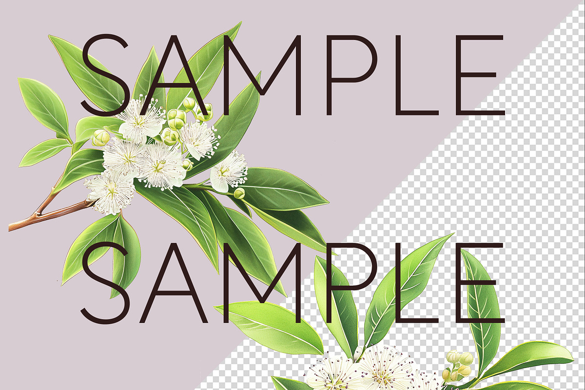 Lemon Myrtle Australian Clipart, a Decorative Illustration by Pawcasso's Portraits (Photo 5 of 6)