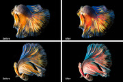 Betta Fish Lr Presets, an Action Add-On by PandoraDreams (Thumbnail 4 of 4)