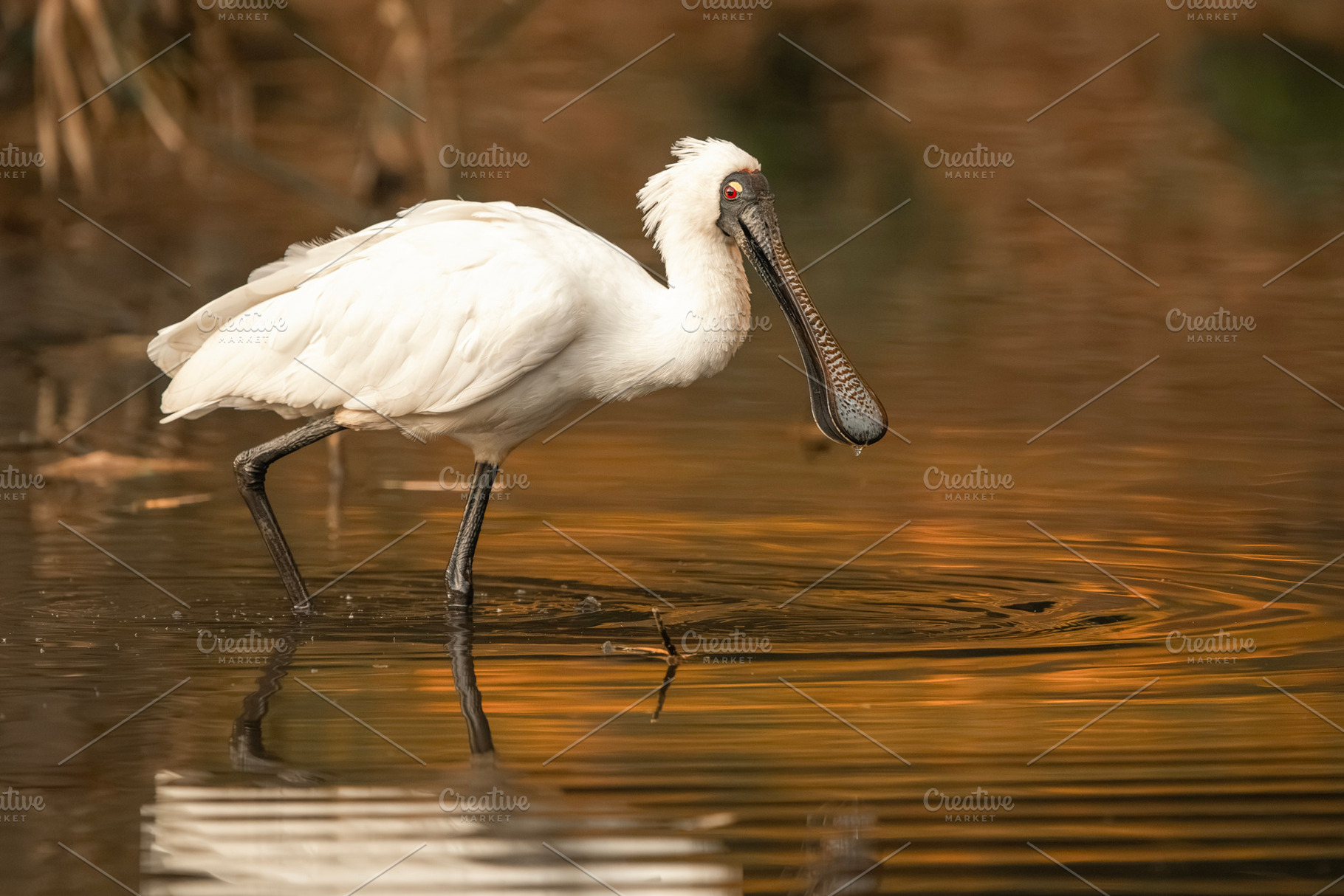 Royal Spoonbill, an Animal Photo by Rob D Animal Photography