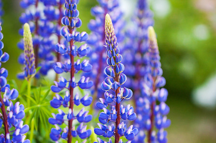 Purple lupine or Lupinus polyphyllus