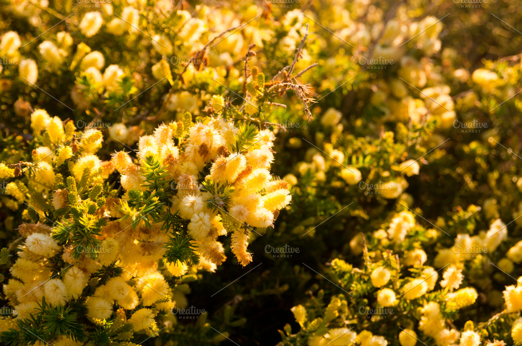 Wattle Tree Flower, a Nature Photo by THP Creative