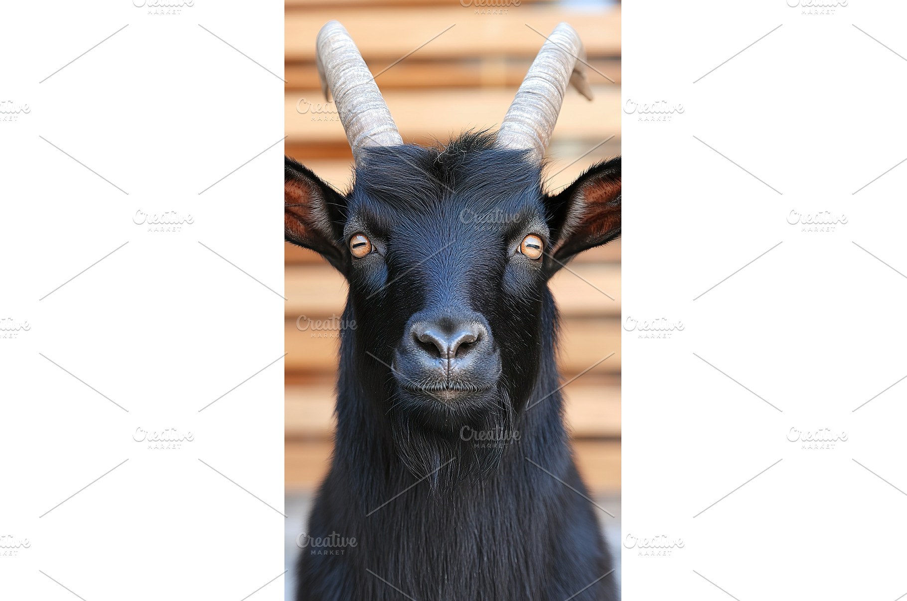farm black goat with horns close up, an Animal Photo by Lermont51