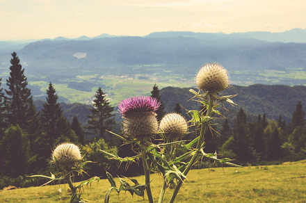 Wooly Thistle Flower And Bees Containing Wooly Thistle Flower And Flora preview 6