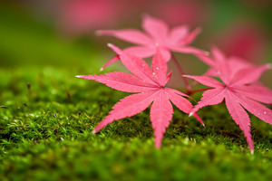 Pink maple leaves resting on fresh g, a Nature Photo by professorinc