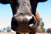 Cow Stock Bundle, an Animal Photo by r.r.palacios (Thumbnail 8 of 14)