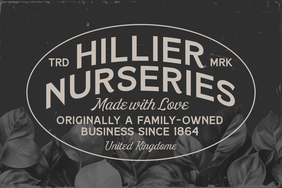 Redmone Font Duo, a Script Font by Letterhend Studio (Photo 2 of 9)