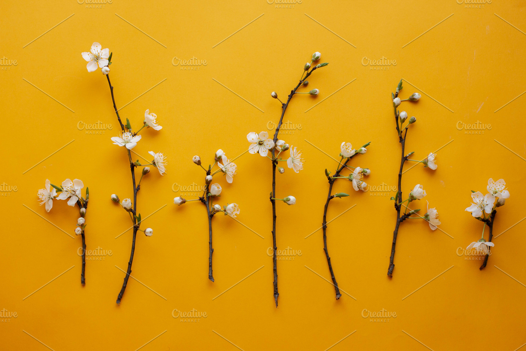 Cherry blossom branches stock photo containing apricot and background, an Arts & Entertainment Photo by Arymer