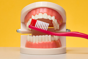 Model of human jaws with teeth with red toothbrush placed betwee, a Health & Medical Photo by ndanko