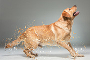 Blast Dispersion Photoshop Action, an Action Add-On by MRI STUDIO (Thumbnail 8 of 14)