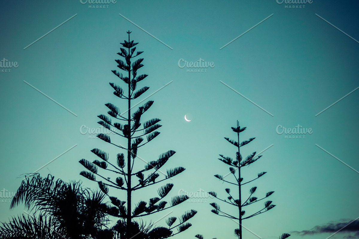 Fern & Moon, New Zealand preview 6
