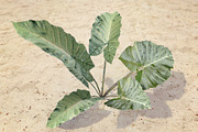 Plants Grass and Trees Pack, an Object 3D Model by RivermillStudios (Thumbnail 2 of 5)