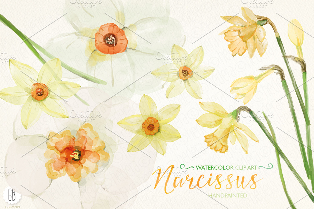 Watercolor narcissus, daffodils, an Illustration by GrafikBoutique (Photo 1 of 3)