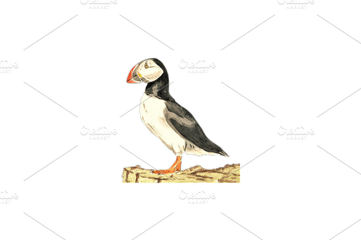 Puffins Seabird  paintings clipart, an Illustration by Doggy Days (Photo 3 of 6)