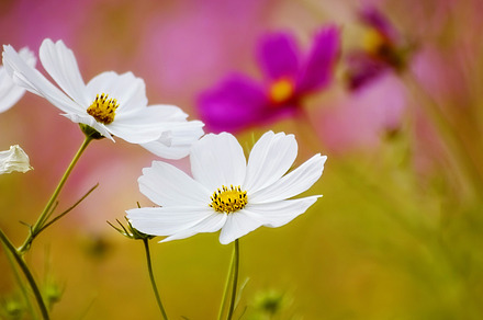 Flowers Pink preview 6