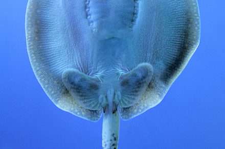 Fish containing fish, small, and ray, an Animal Photo by Byrdyak