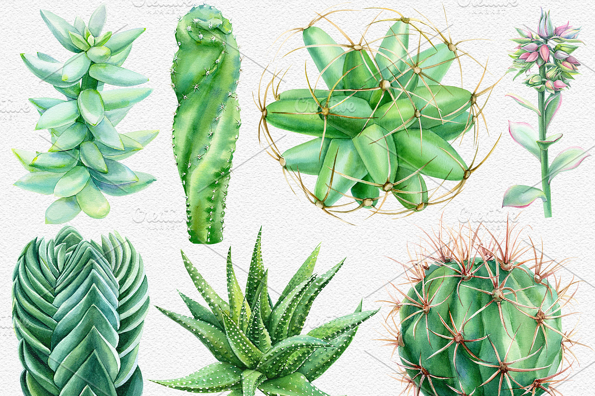 Watercolor Green plants, a Decorative Illustration by Hanna Hryharenka (Photo 7 of 11)