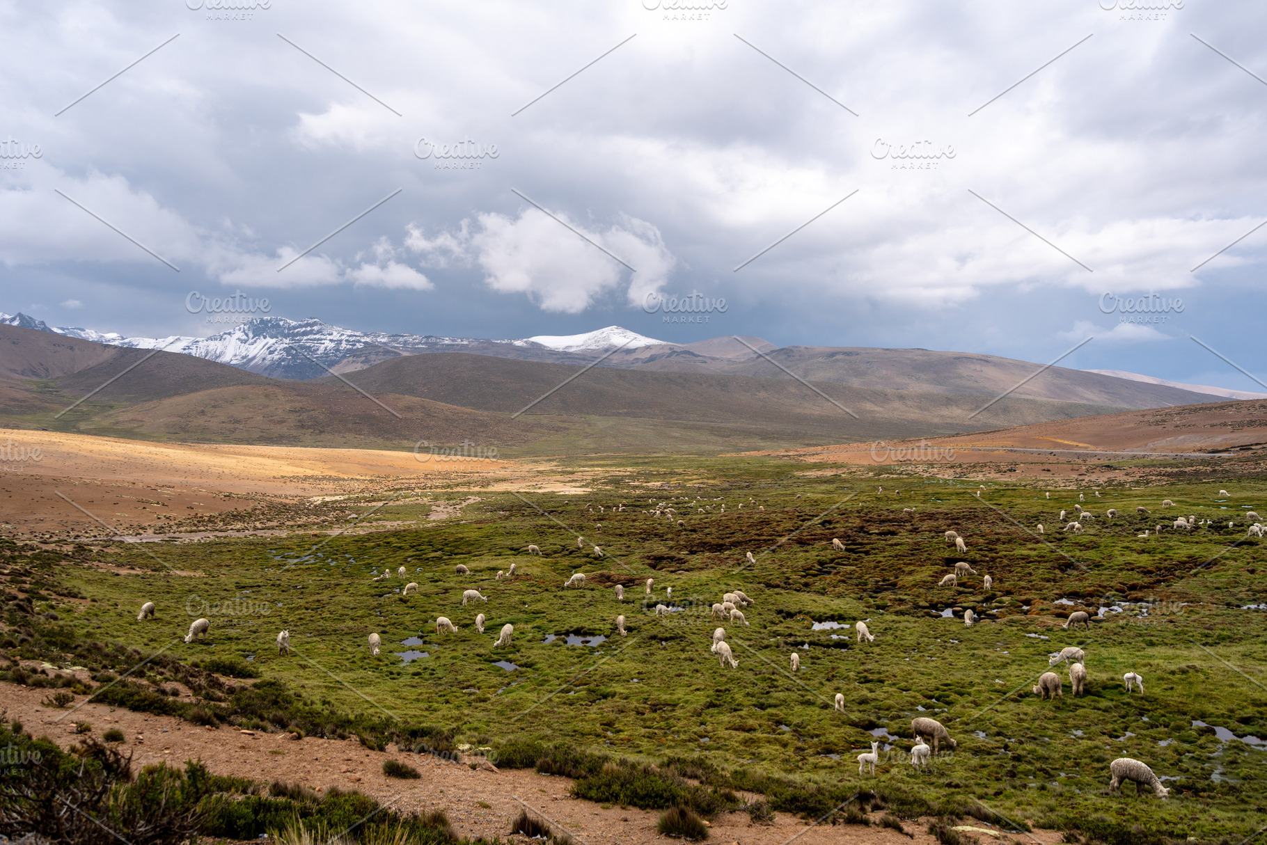 White Alpacas Grazing in the Peruvian Highlands Surrounded by Mo, a Nature Photo by GoodGoods