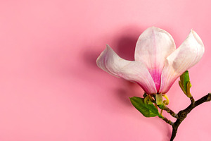 Single magnolia flower on a branch with young green leaves, isol, a Nature Photo by Ales Munt