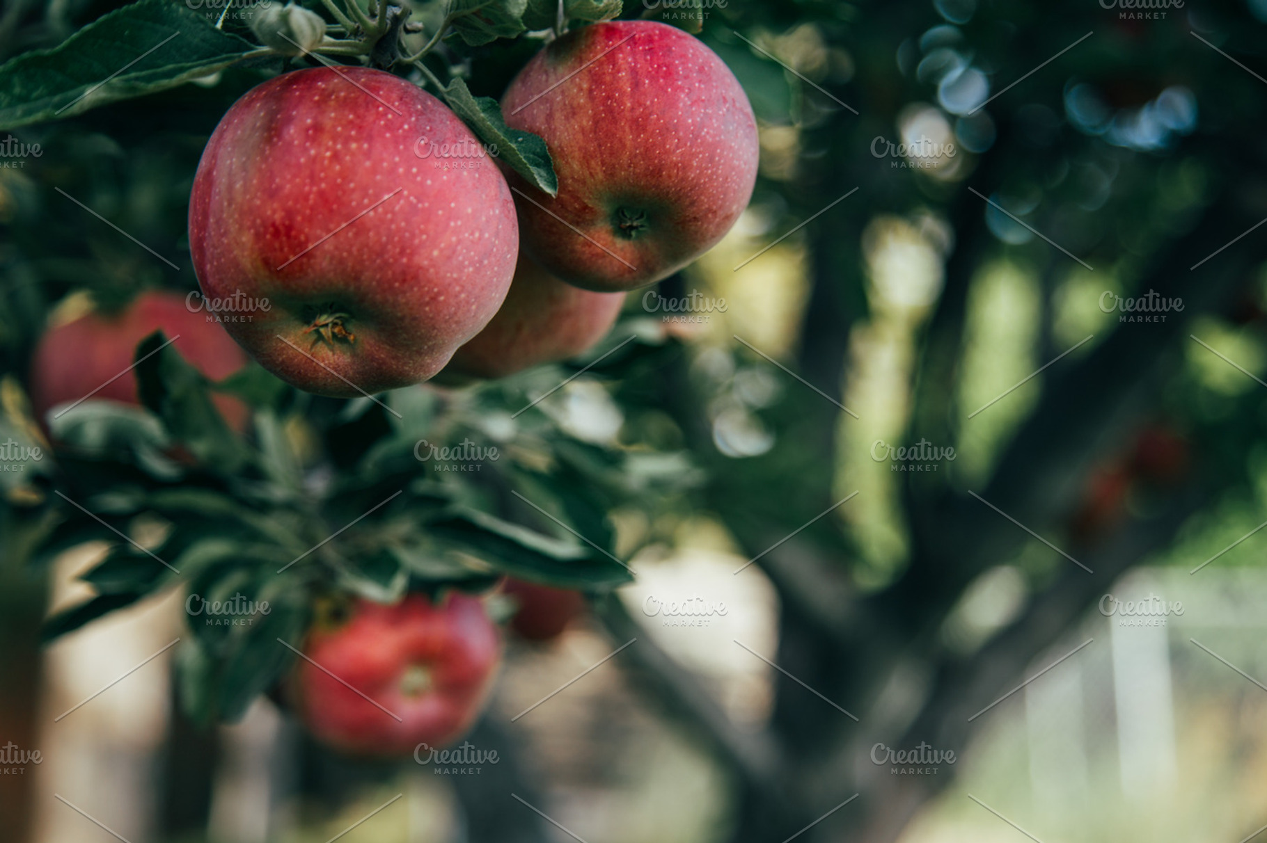 Organic apples on tree featuring apple, apples, and apple on tree, a Food & Drink Photo by MarkieAnn Photography