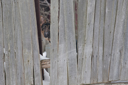 Dog Behind A Fence Containing Shepherd German Dog And Animal preview 4