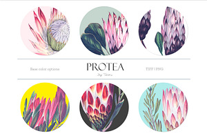 Protea, Patterns And Motifs Set