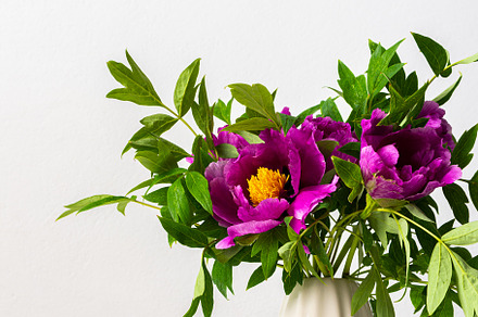 Japanese Tree Peony in a white vase, a Nature Photo by Pandateam