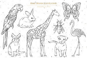 Hand Drawn Animals Illustrations