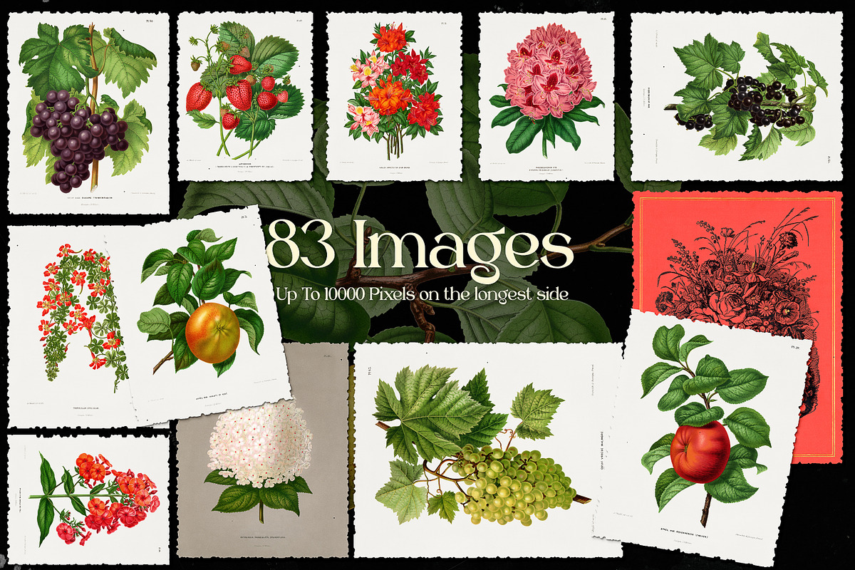 Vintage Flowers & Fruits Ephemera, a Graphic by Craftsy Crafters (Photo 3 of 6)