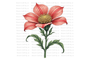 Hemlock Seed Pod, a Decorative Illustration by Bloom Craft Creations (Thumbnail 6 of 13)