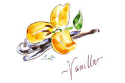 Watercolor herbs & spices collection, a Graphic by miminoshka (Thumbnail 7 of 9)