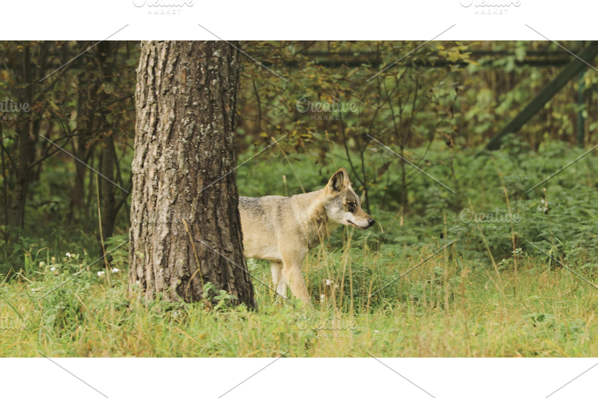 Curious Cub Wolf, Canis Lupus, Gray, a Graphic by Our Amazing World (Photo 1 of 2)