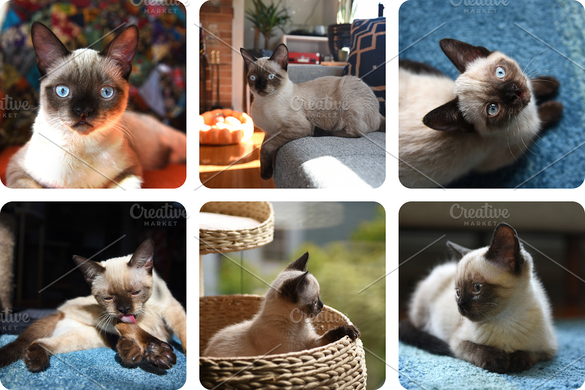 6 Image Bundle: Siamese Kitten, an Animal Photo by Happiestscone Photography (Photo 2 of 2)