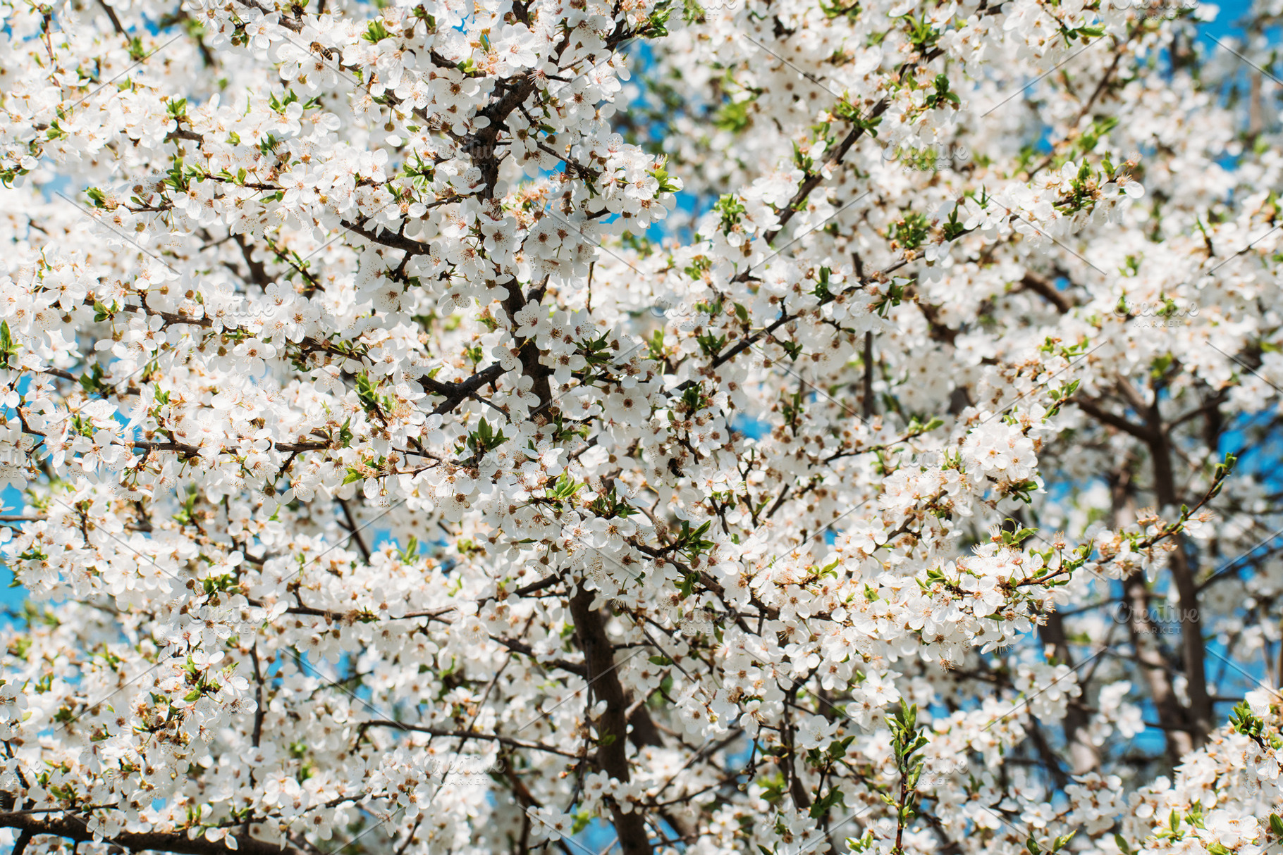 Spring background with plum blossoms, a Nature Photo by Oleksandr Masnyi